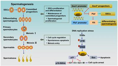 The role of p53 in male infertility